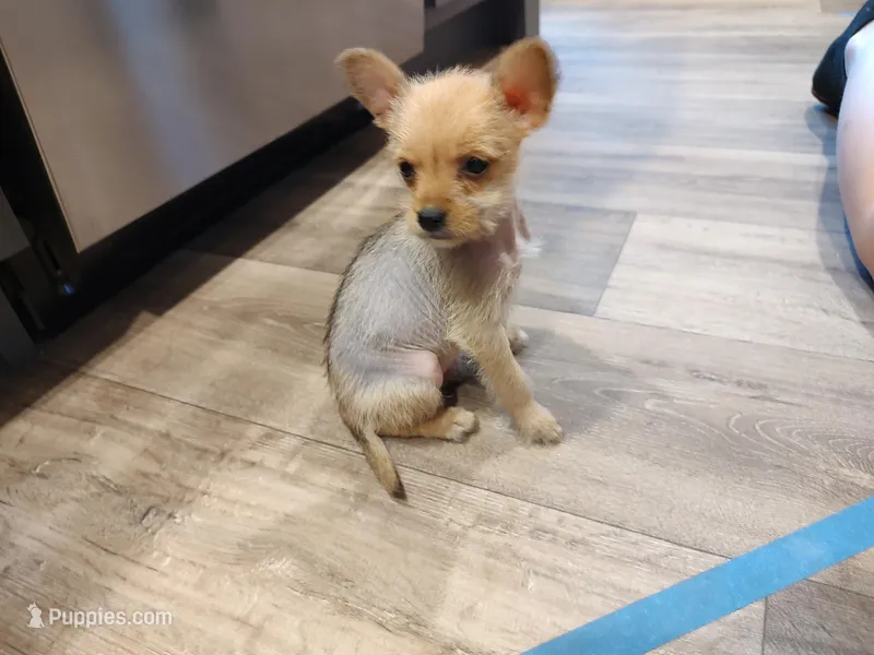Hairy Hairless Chinese Crested Chihuahua – Female Toy Puppy | NC – Chihuahua, Chinese Crested puppy for sale in Greensboro, NC