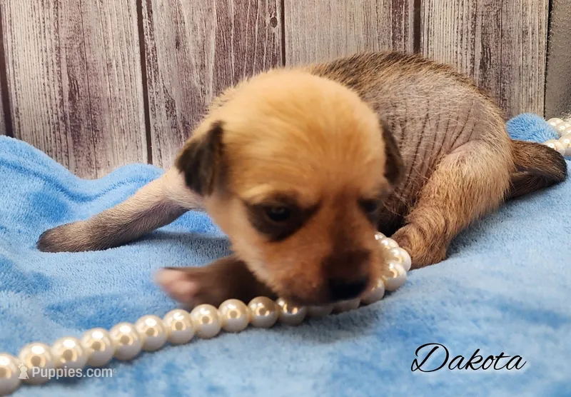 Hairy Hairless Chinese Crested Chihuahua – Female Toy Puppy | NC – Chihuahua, Chinese Crested puppy for sale in Greensboro, NC