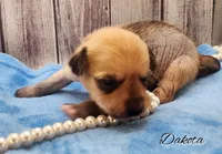 Hairy Hairless Chinese Crested Chihuahua – Female Toy Puppy | NC, a female Chihuahua and Chinese Crested for sale in Greensboro, NC – 5 of 9