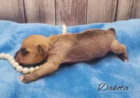 Hairy Hairless Chinese Crested Chihuahua – Female Toy Puppy | NC, a female Chihuahua and Chinese Crested for sale in Greensboro, NC – Photo 5 of 8