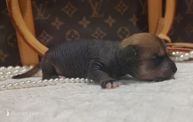 Chio – Chihuahua, Chinese Crested puppy for sale in Greensboro, NC