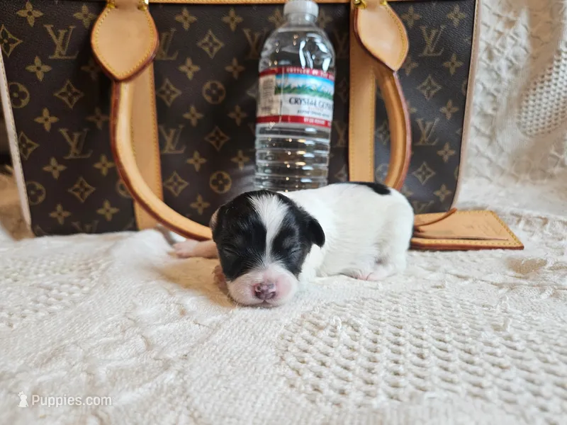 Zorro – Chihuahua puppy for sale in Greensboro, NC
