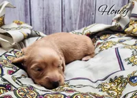 Honey, a female Miniature Dachshund for sale in Greensboro, NC – 3 of 5