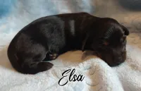 Elsa, a female Miniature Dachshund for sale in Greensboro, NC – 4 of 6