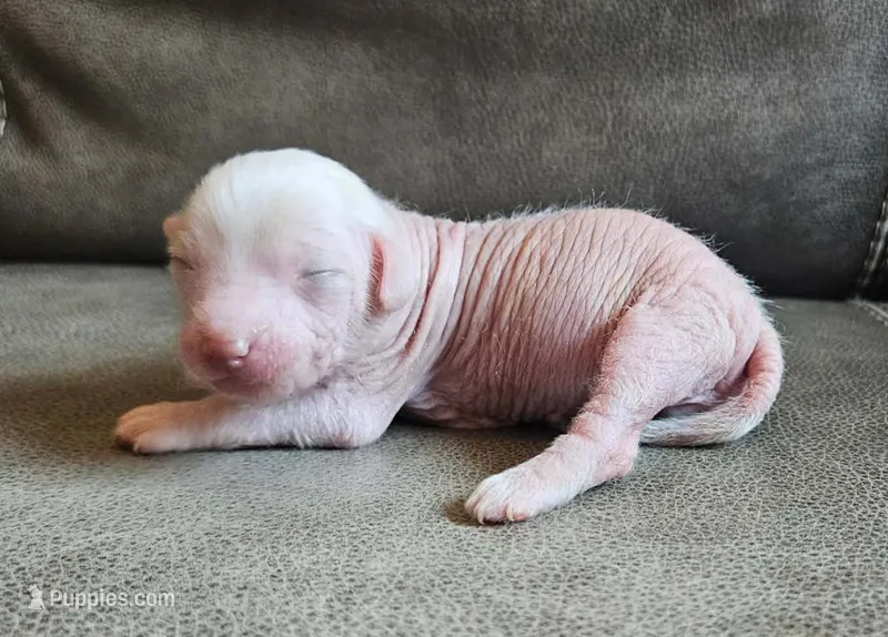 Goose – Chihuahua, Chinese Crested puppy for sale in Greensboro, NC