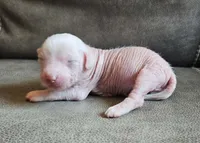 Goose, a male Chihuahua and Chinese Crested for sale in Greensboro, NC – 1 of 7