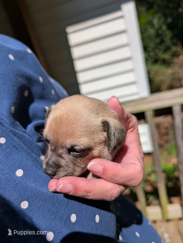 Savannah – Chinese Crested puppy for sale in Greensboro, NC
