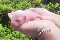 Goose, a male Chihuahua and Chinese Crested for sale in Greensboro, NC – 1 of 4