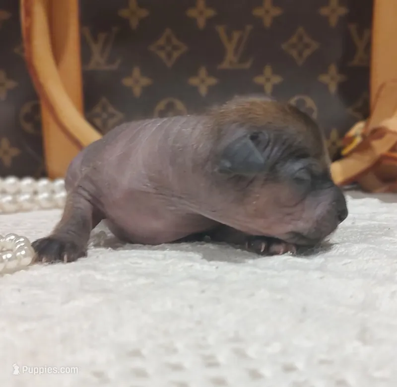 Boss – Chihuahua, Chinese Crested puppy for sale in Greensboro, NC