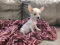 Musketeer hairless ( , a male Chihuahua and Chinese Crested for sale in Greensboro, NC – 2 of 4