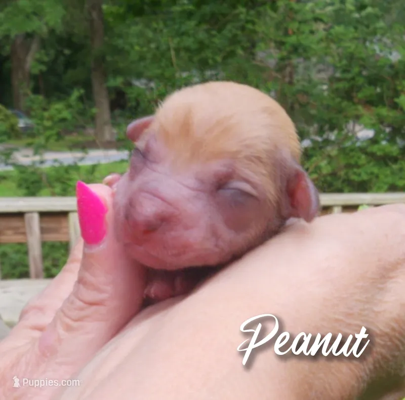 Peanut 🥜  – Chihuahua, Chinese Crested puppy for sale in Greensboro, NC