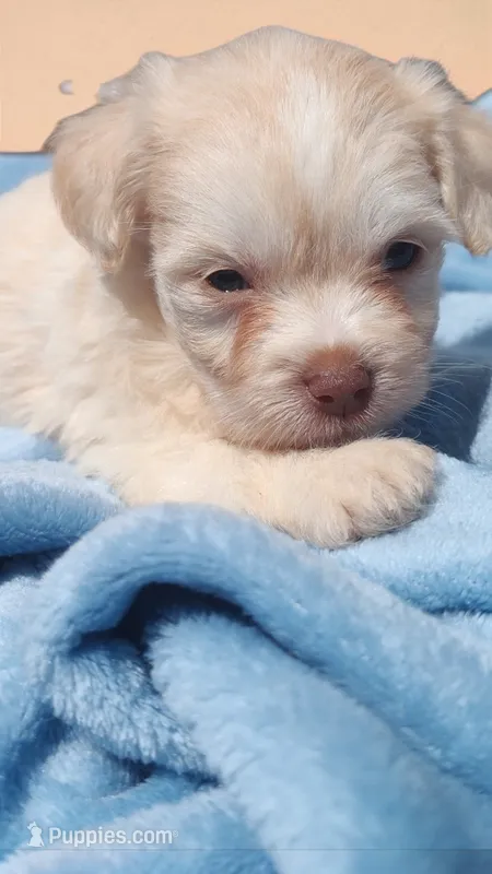 Buffy  – Chihuahua, Chinese Crested puppy for sale in Greensboro, NC