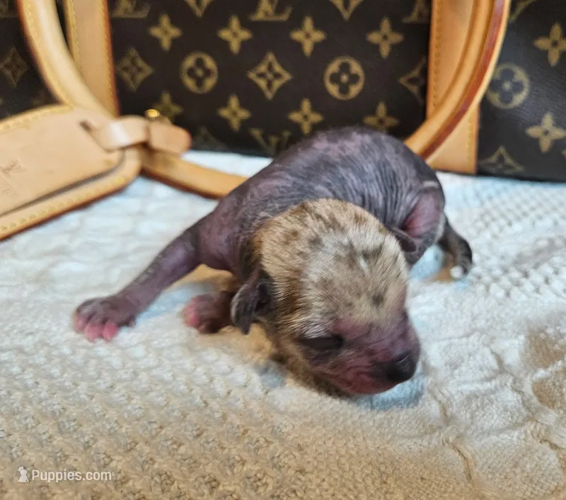 Spice – Chihuahua, Chinese Crested puppy for sale in Greensboro, NC