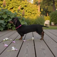 Cricket long hair, a male Miniature Dachshund for sale in Greensboro, NC – Photo 4 of 4