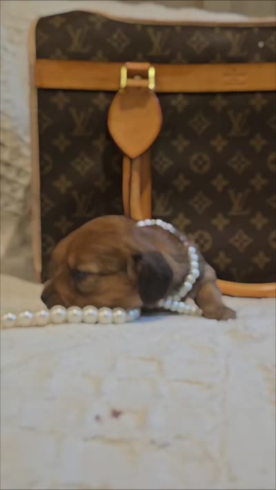Honey Bear , a male Miniature Dachshund for sale in Greensboro, NC – 9 of 9