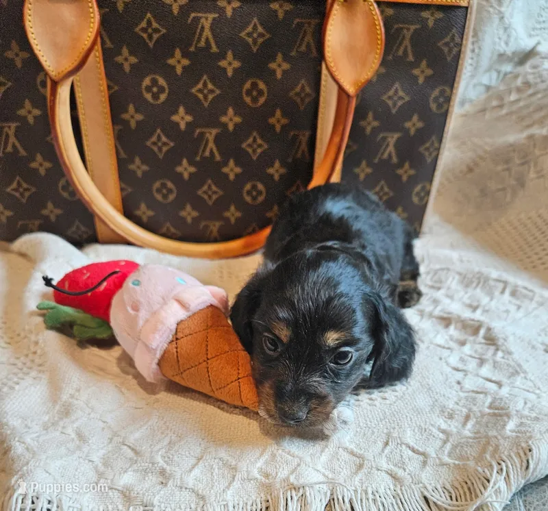 Elsa – Miniature Dachshund puppy for sale in Greensboro, NC