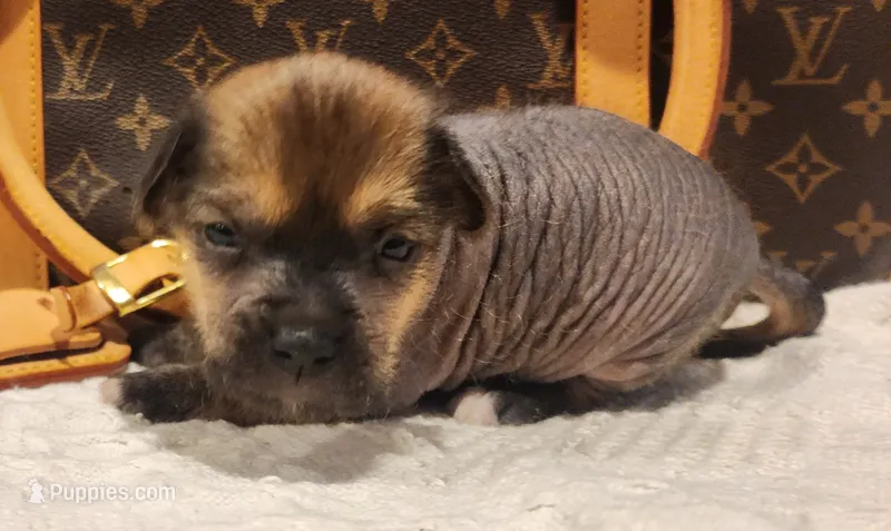 Boss – Chihuahua, Chinese Crested puppy for sale in Greensboro, NC
