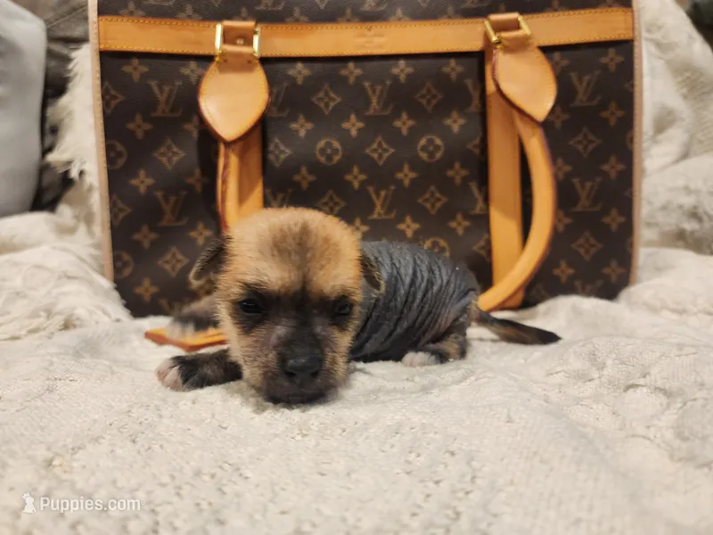 Chio – Chihuahua, Chinese Crested puppy for sale in Greensboro, NC