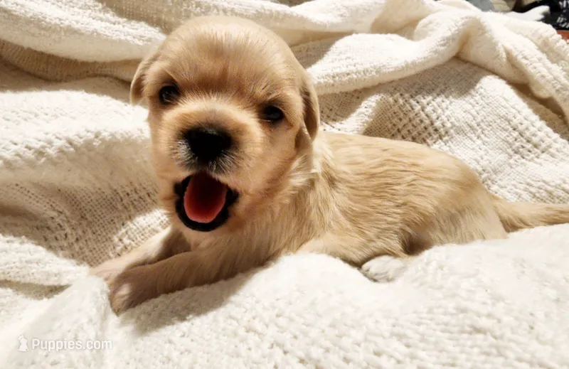 Chanel  – Chinese Crested puppy for sale in Greensboro, NC