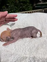Peanut 🥜 , a female Chihuahua and Chinese Crested for sale in Greensboro, NC – 10 of 10