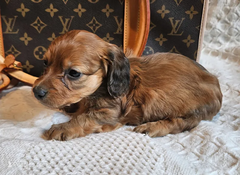 Honey Bear  – Miniature Dachshund puppy for sale in Greensboro, NC