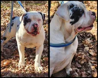 Bishop, a male Alapaha Blue Blood Bulldog for sale in Greensboro, NC – Photo 2 of 2