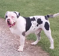 Bishop, a male Alapaha Blue Blood Bulldog for sale in Greensboro, NC – Photo 1 of 2