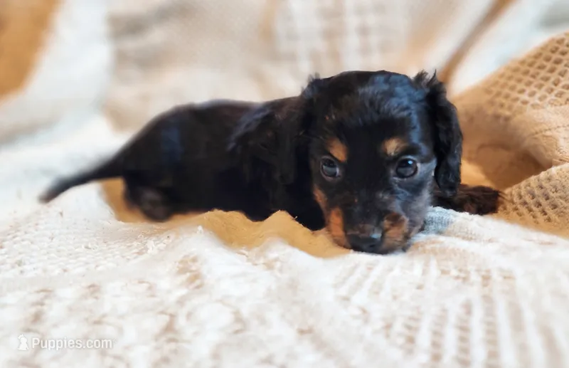 Elsa – Miniature Dachshund puppy for sale in Greensboro, NC