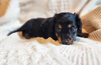 Elsa, a female Miniature Dachshund for sale in Greensboro, NC – 1 of 6