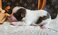 Louis, a male Chinese Crested for sale in Greensboro, NC – 3 of 3