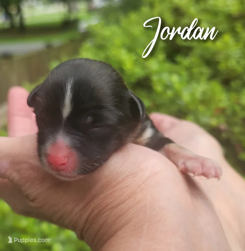 Jordan  – Chihuahua, Chinese Crested puppy for sale in Greensboro, NC