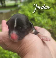 Jordan , a male Chihuahua and Chinese Crested for sale in Greensboro, NC – 1 of 5