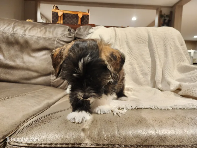 Jordan -Family no showed him :( – Chihuahua, Chinese Crested puppy for sale in Greensboro, NC