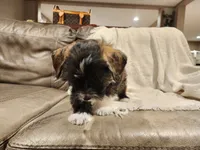 Jordan -Family no showed him :(, a male Chihuahua and Chinese Crested for sale in Greensboro, NC – 2 of 5