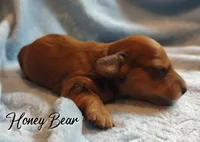 Honey Bear , a male Miniature Dachshund for sale in Greensboro, NC – 3 of 5