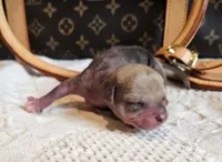 Jack, a male Chihuahua and Chinese Crested for sale in Greensboro, NC – 2 of 5