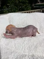 Peanut 🥜 , a female Chihuahua and Chinese Crested for sale in Greensboro, NC – 8 of 10