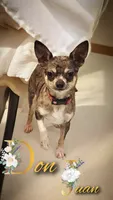 Peanut 🥜 , a female Chihuahua and Chinese Crested for sale in Greensboro, NC – 4 of 4