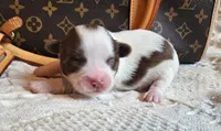 Louis, a male Chinese Crested for sale in Greensboro, NC – 2 of 3