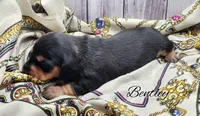 Bentley , a male Miniature Dachshund for sale in Greensboro, NC – 2 of 4