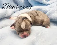 Bluebarry, a female Chihuahua and Chinese Crested for sale in Greensboro, NC – Photo 1 of 4