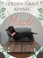 Bentley , a male Miniature Dachshund for sale in Greensboro, NC – 4 of 4
