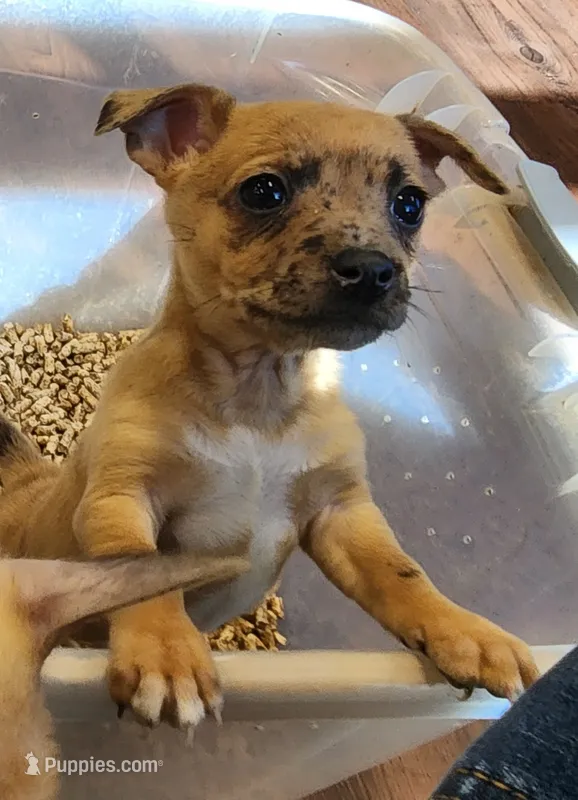 Romeo – Chihuahua, Chinese Crested puppy for sale in Greensboro, NC
