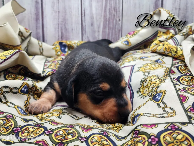 Bentley  – Miniature Dachshund puppy for sale in Greensboro, NC