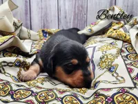 Bentley , a male Miniature Dachshund for sale in Greensboro, NC – 1 of 4