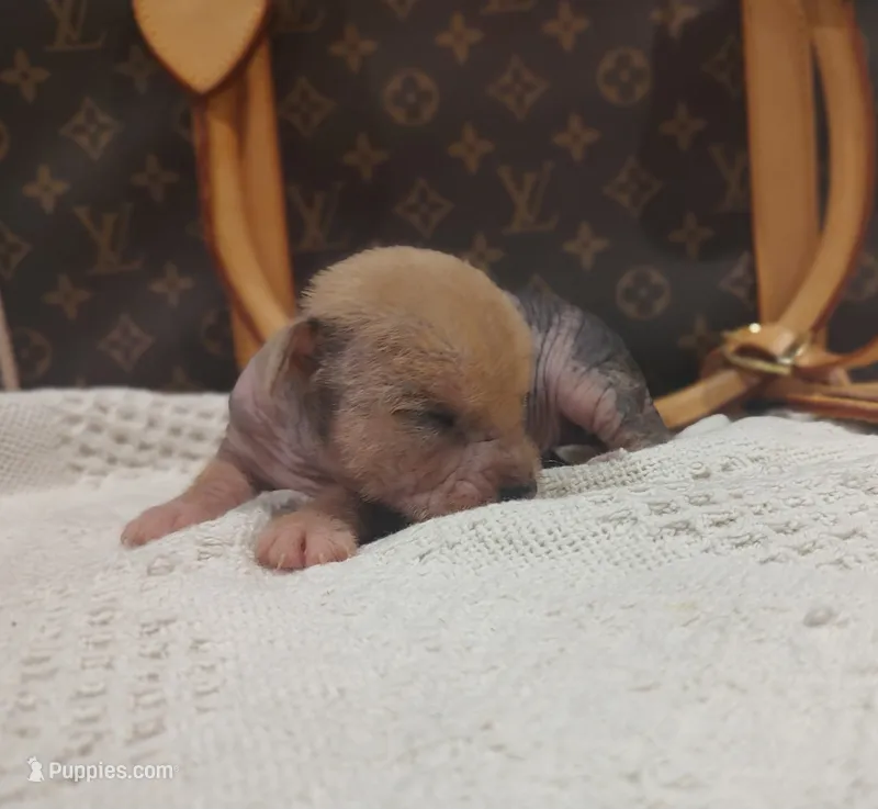 Pumpkin  – Chinese Crested puppy for sale in Greensboro, NC