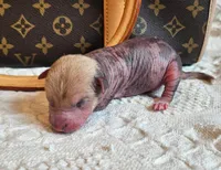 Pumpkin , a male Chinese Crested for sale in Greensboro, NC – 3 of 5