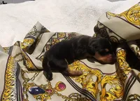 Bentley , a male Miniature Dachshund for sale in Greensboro, NC – 2 of 4