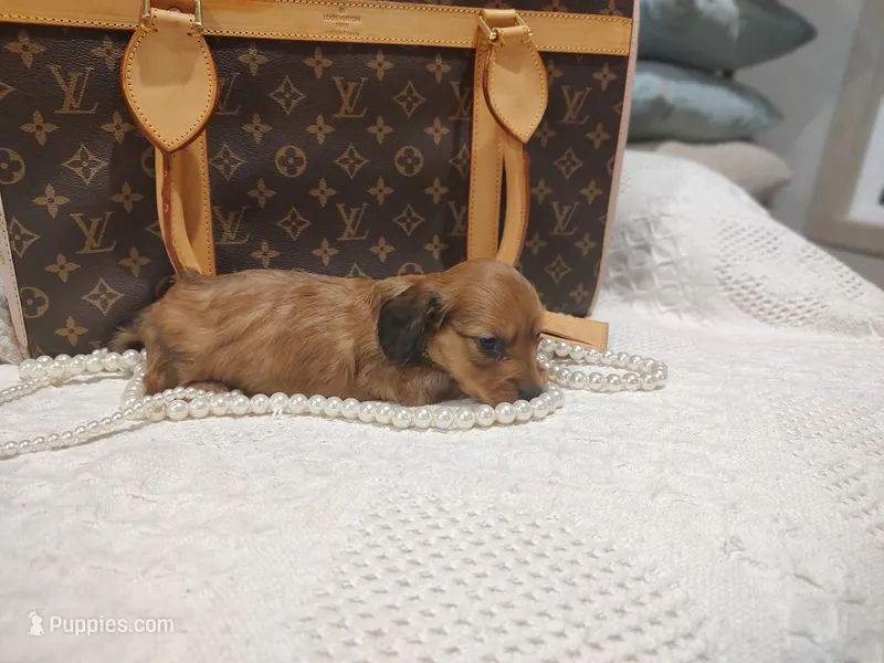 Honey Bear  – Miniature Dachshund puppy for sale in Greensboro, NC