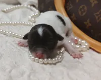 Buddha Bear 🐻 , a male Chihuahua for sale in Greensboro, NC – 4 of 6